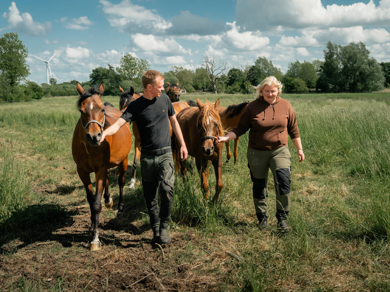 Billede af par fra Uggerslev, der trækker deres heste i fold.