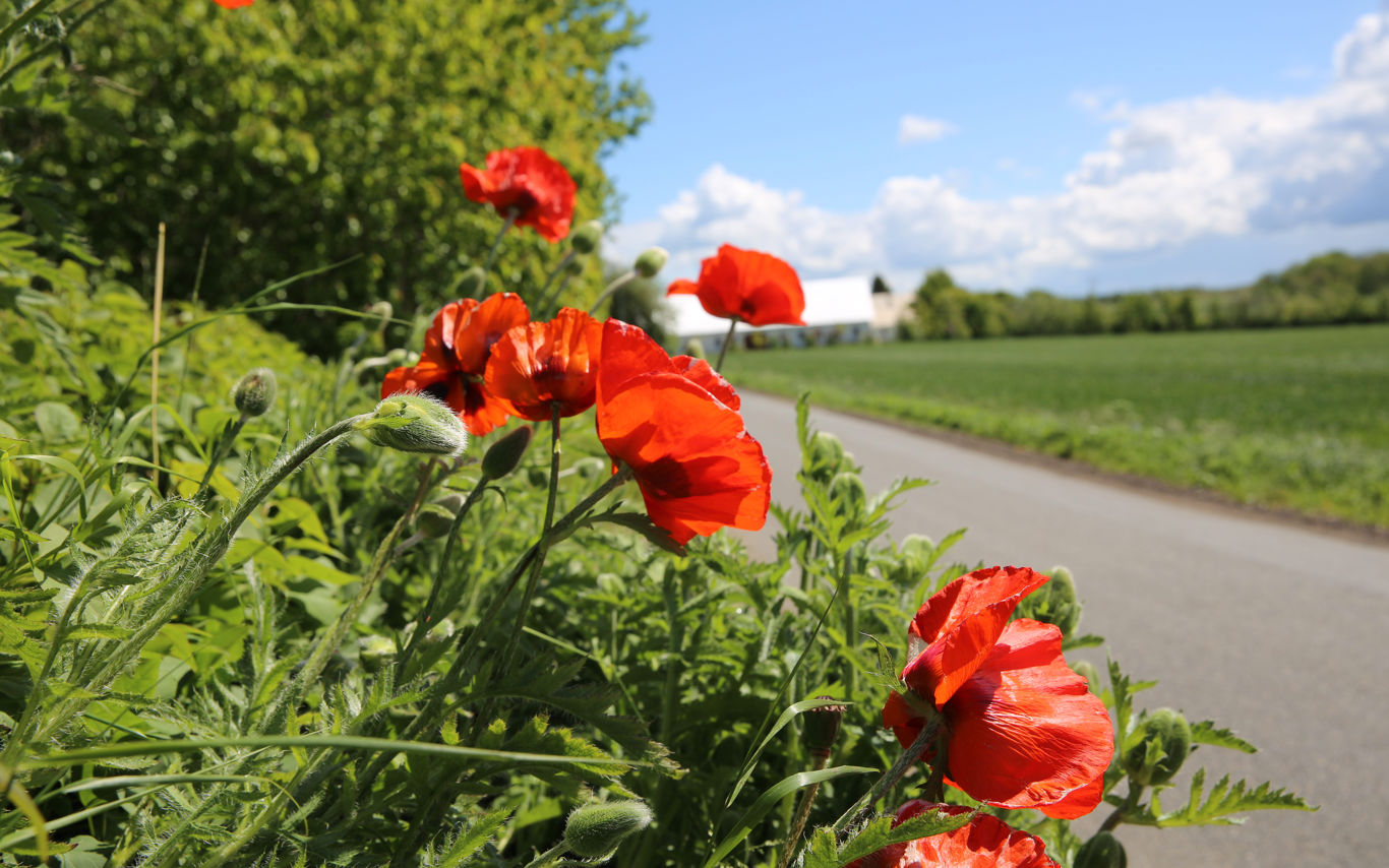 Billede af blomstrende grøftekant i området ved Ejlby.