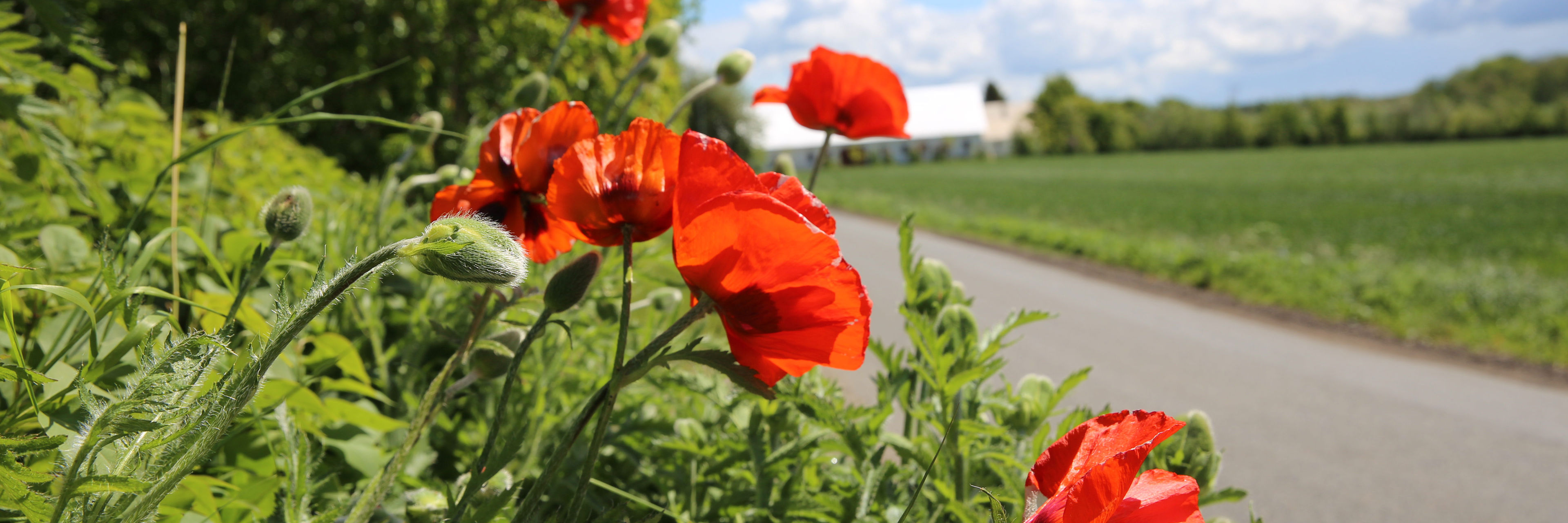 Billede af blomstrende grøftekant i området ved Ejlby.