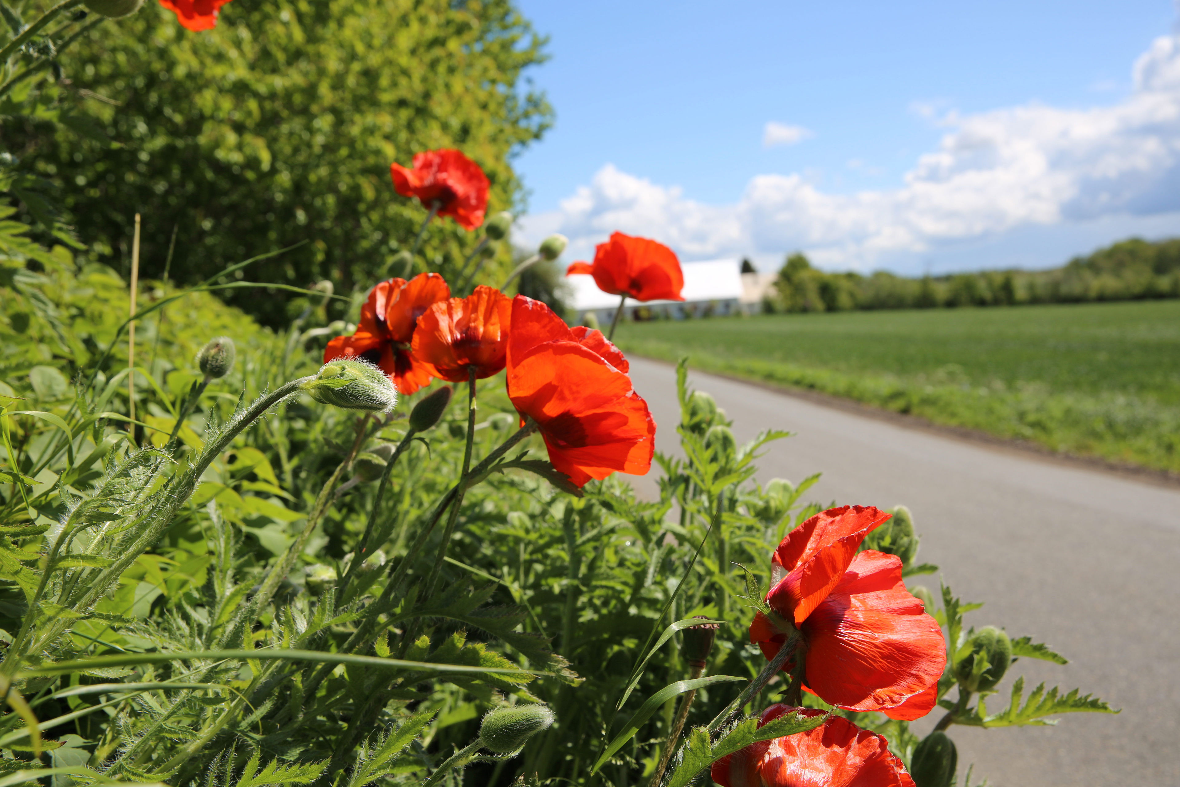 Billede af blomstrende grøftekant i området ved Ejlby.