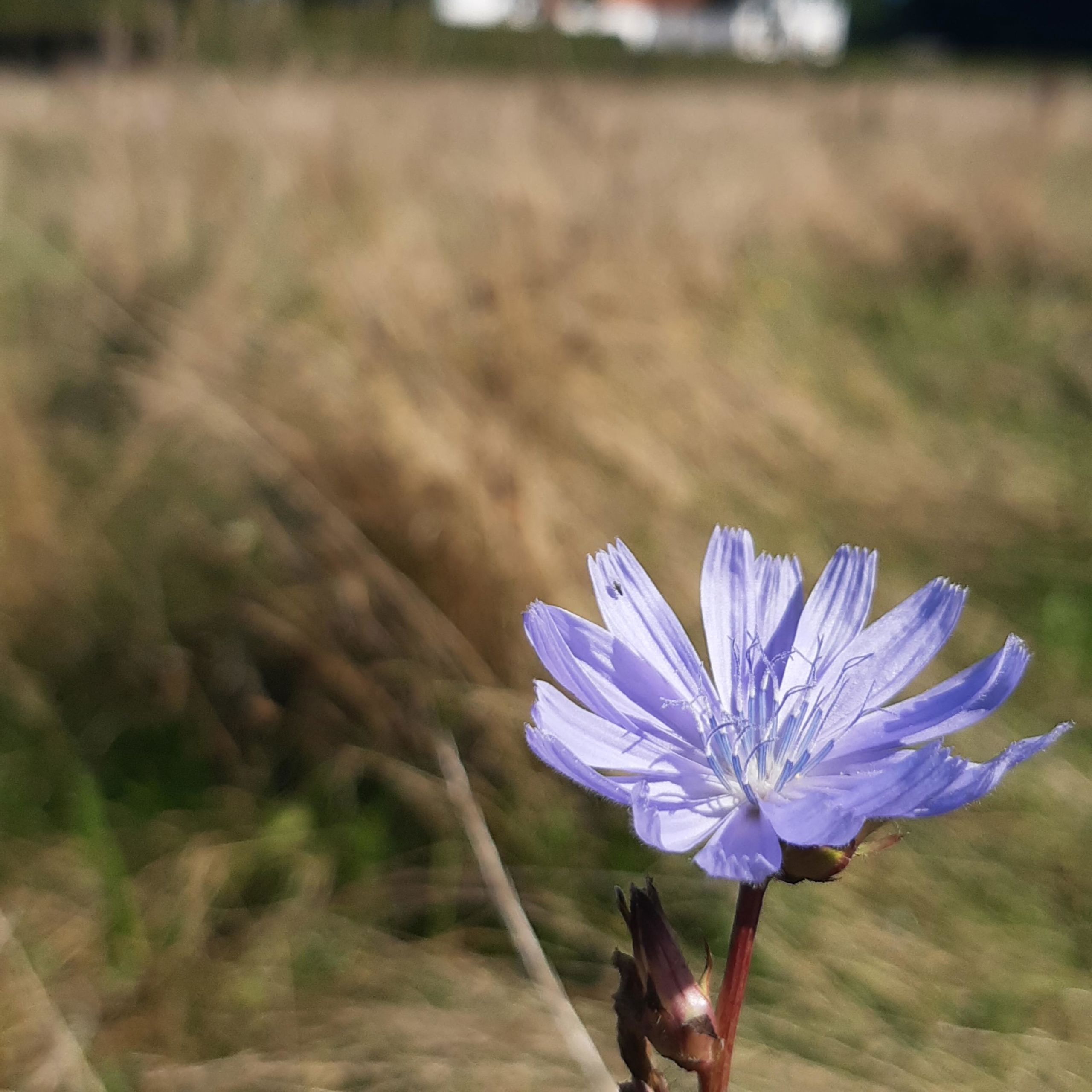 Cikorie foran Søndersø Kirke