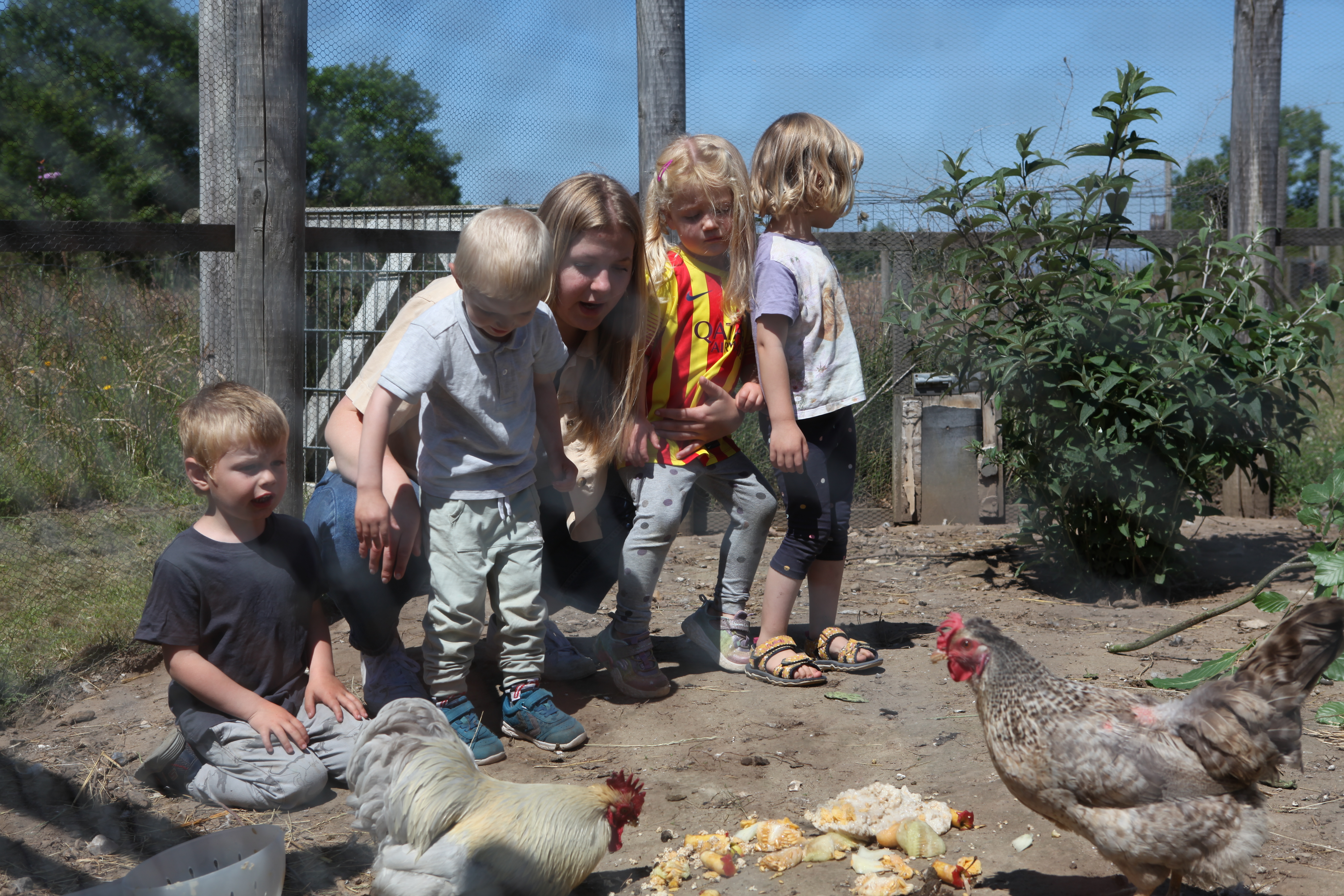 Billede af børnehavebørn og pædagog, der fodrer høns i hønsehuset i børnehuset 'Spirevippen' i Skovby.