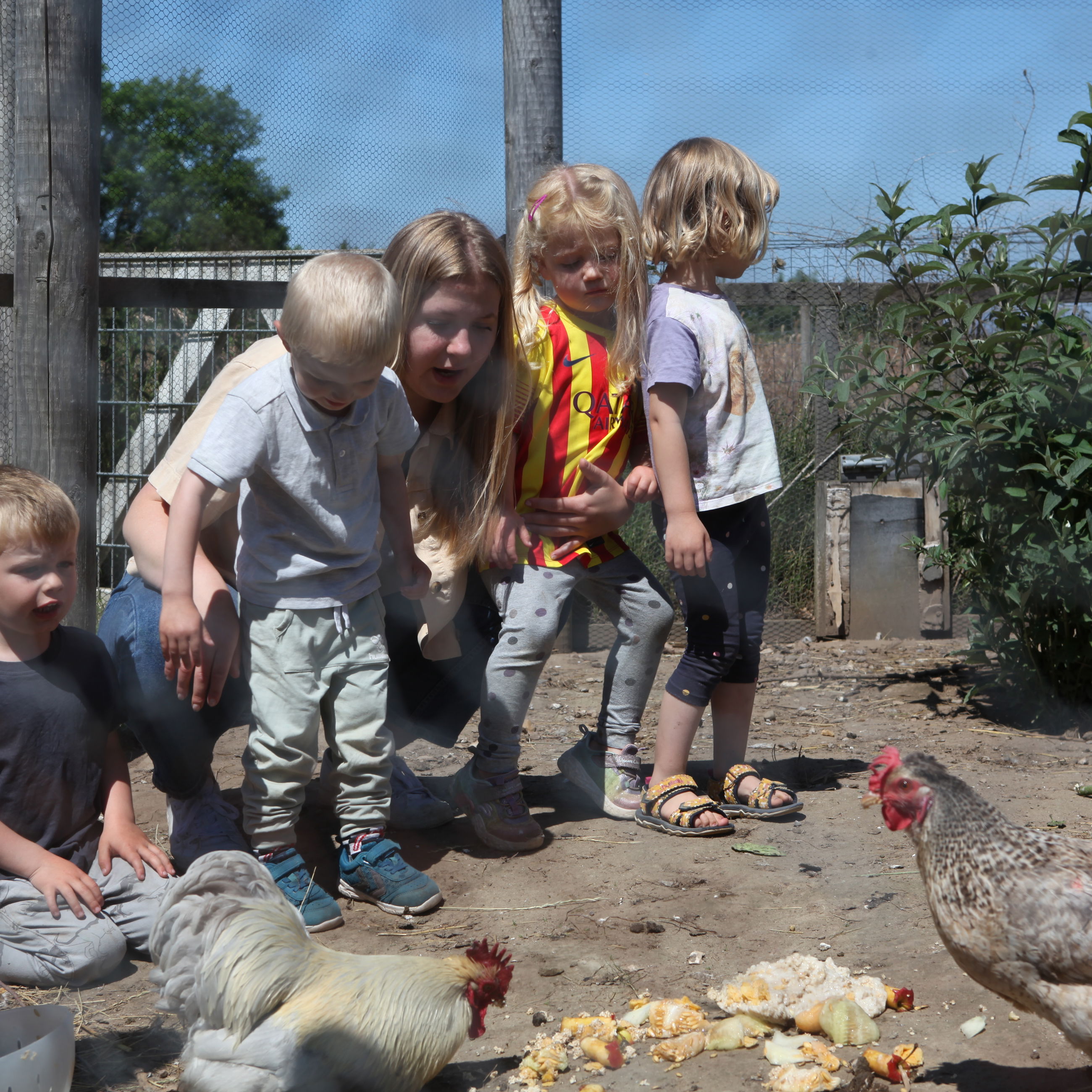 Billede af børnehavebørn og pædagog, der fodrer høns i hønsehuset i børnehuset 'Spirevippen' i Skovby.