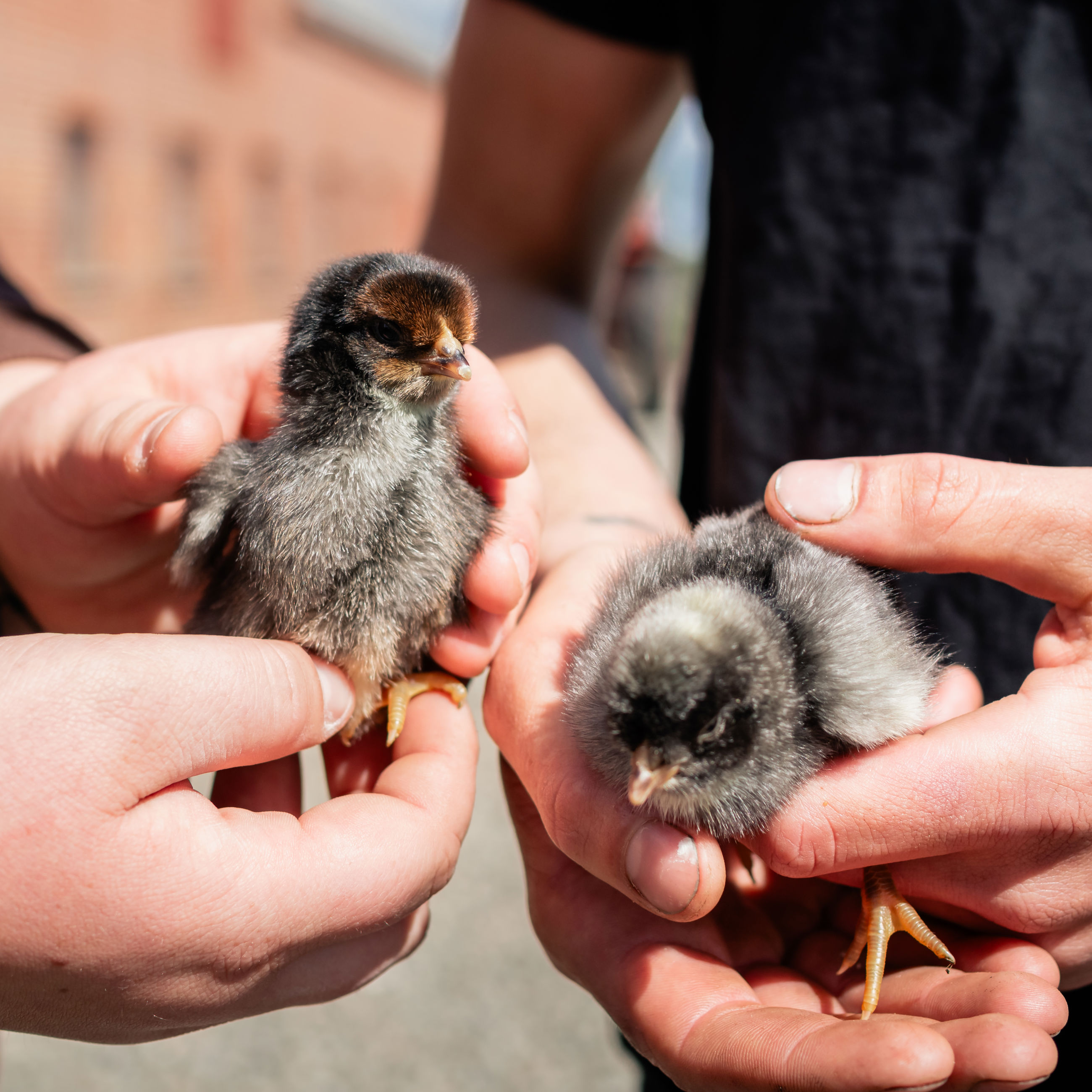 Billede af par, der holder to kyllinger i hænderne.