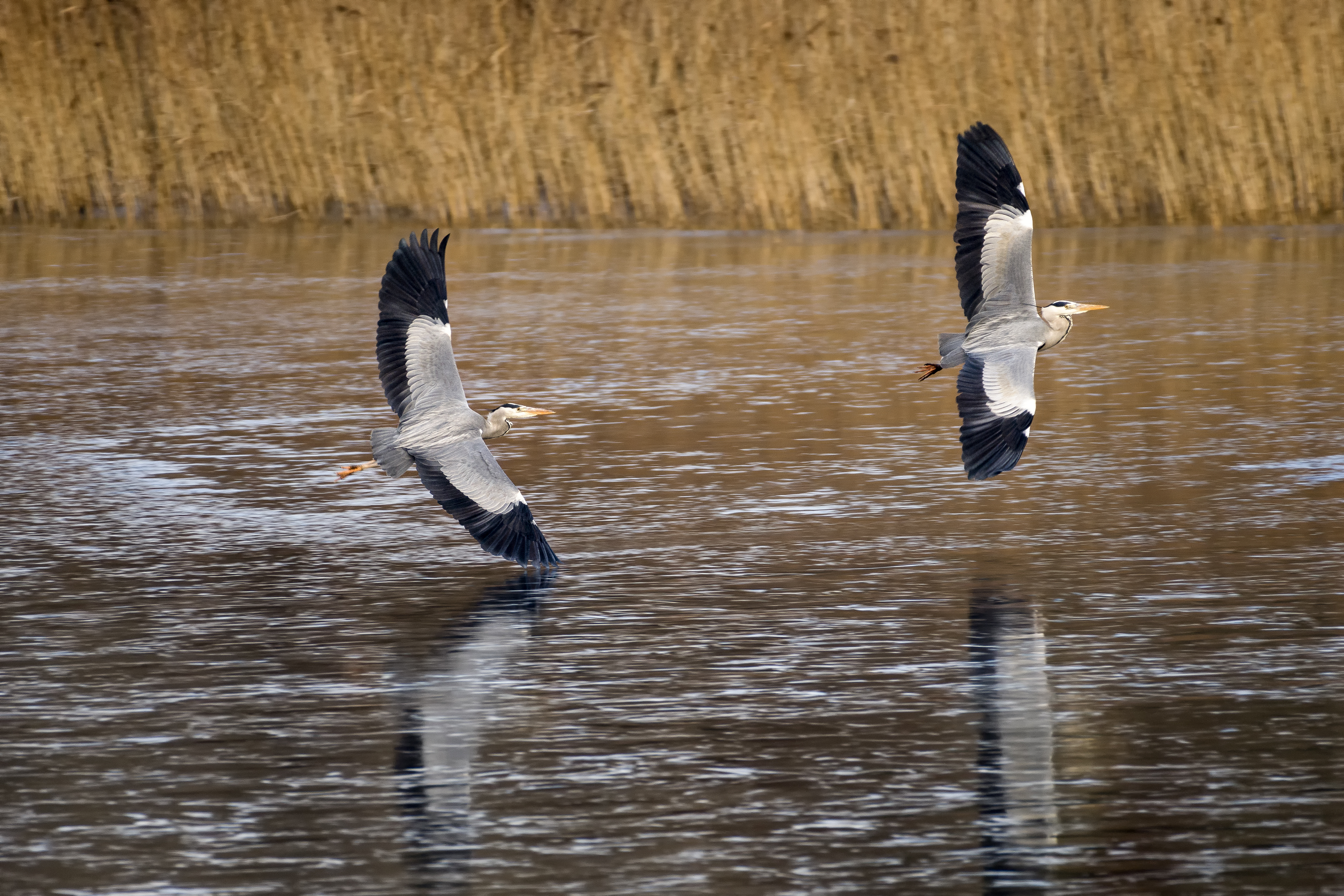 Billede af to fiskehejre der flyver
