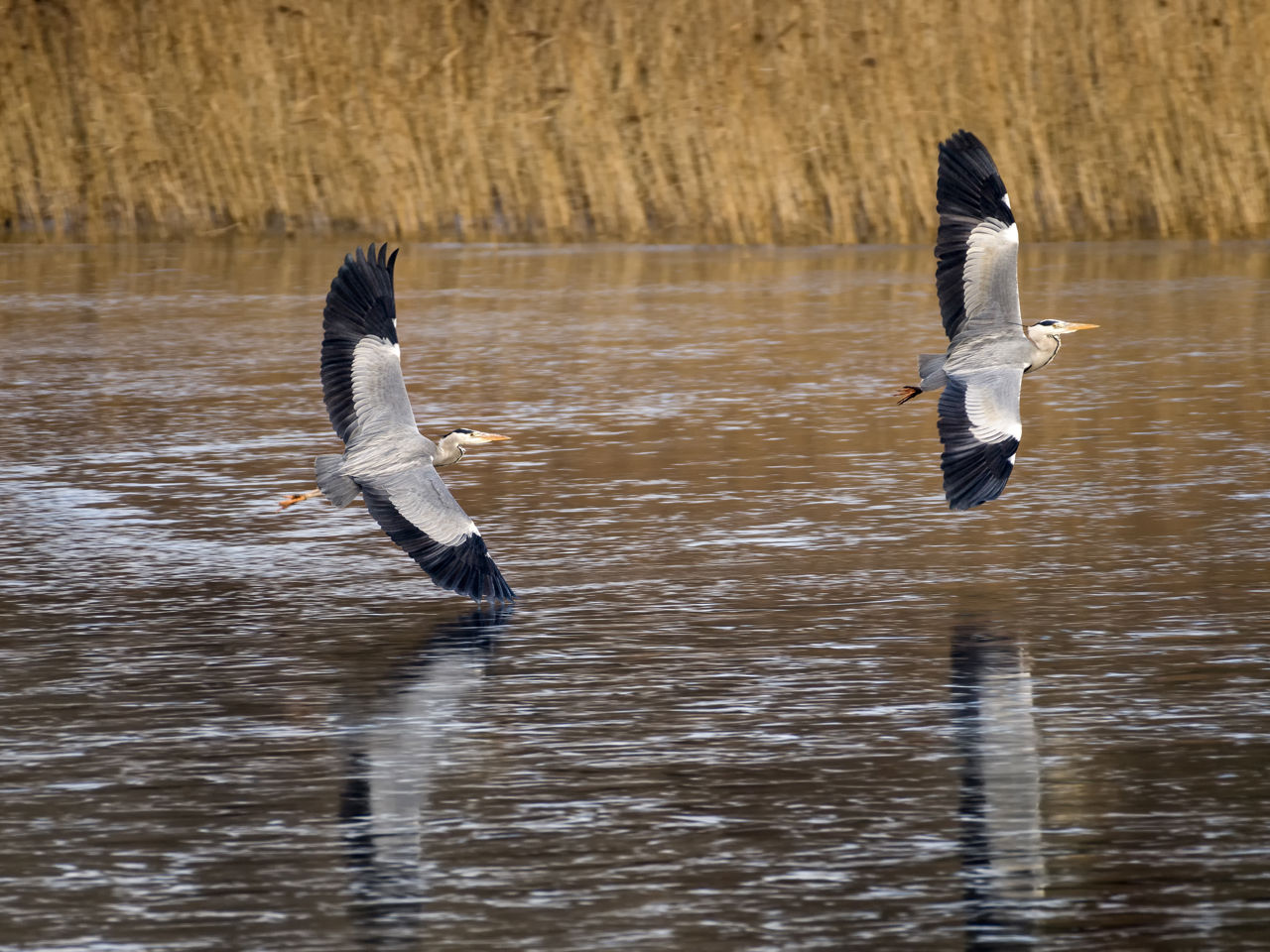 Billede af to fiskehejre der flyver