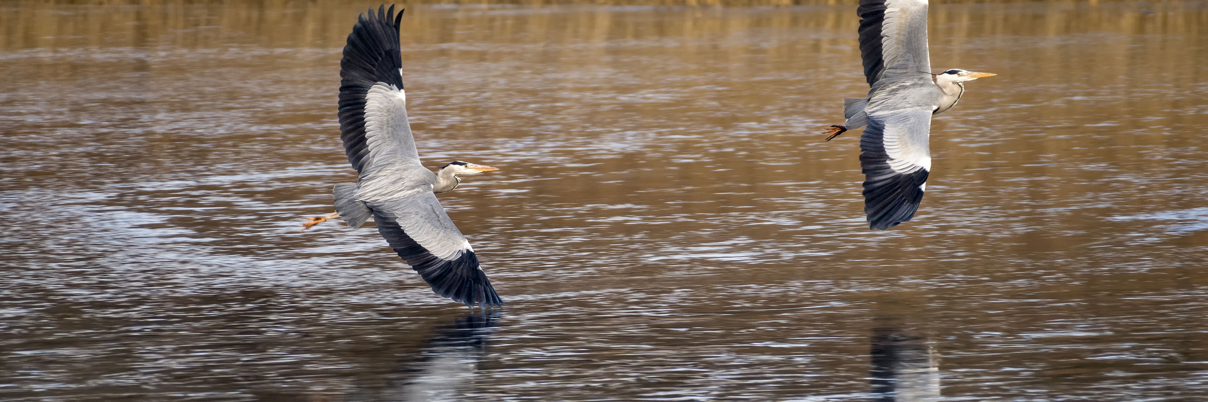 Billede af to fiskehejre der flyver