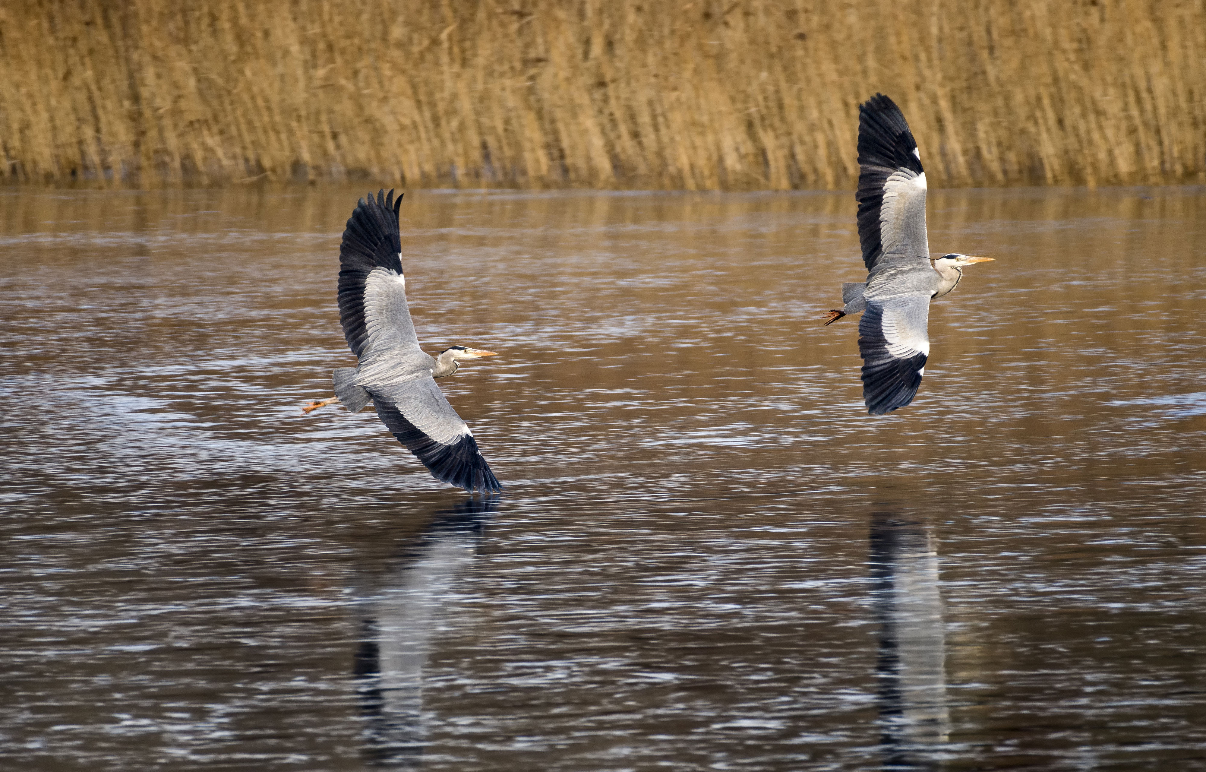 Billede af to fiskehejre der flyver