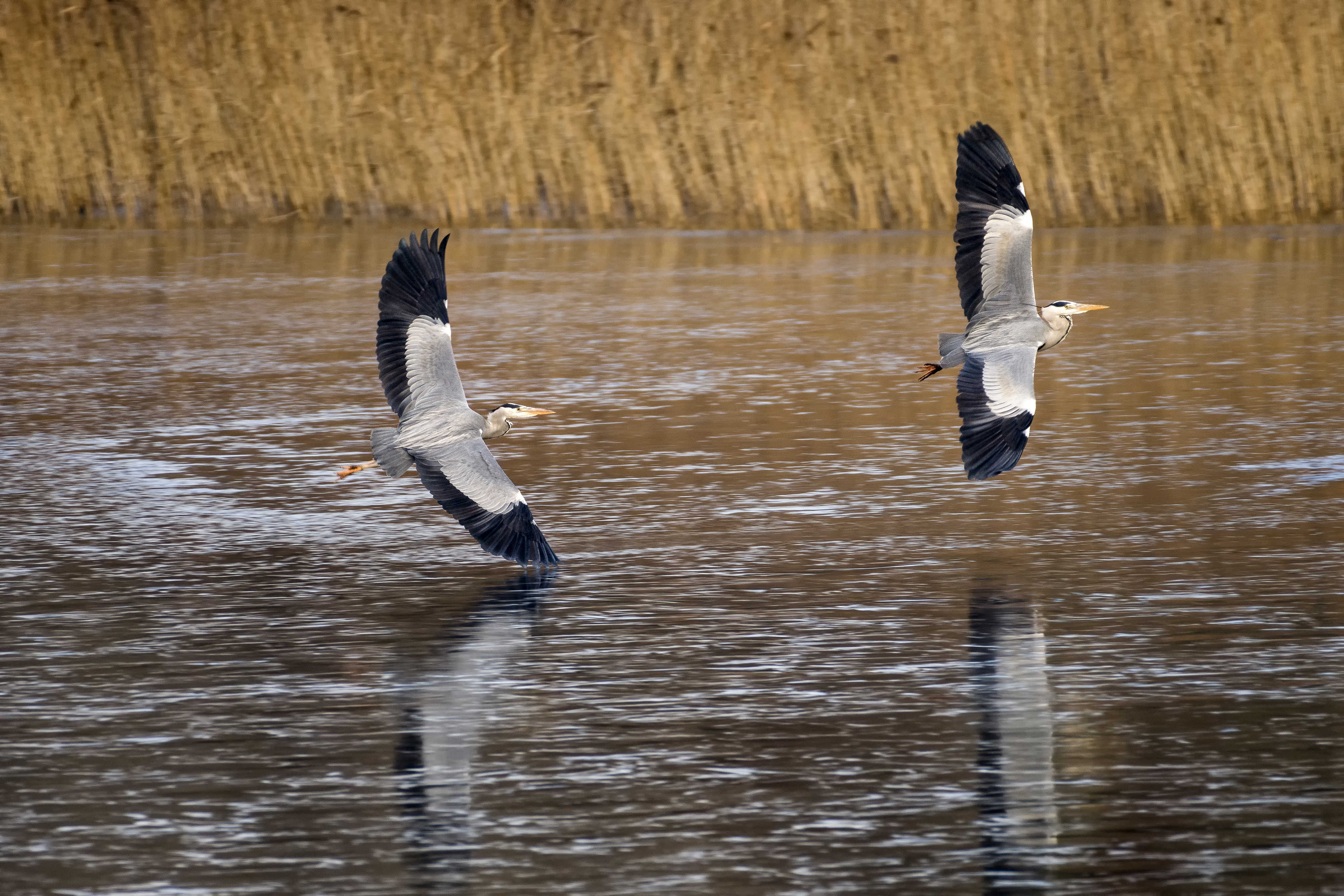Billede af to fiskehejre der flyver