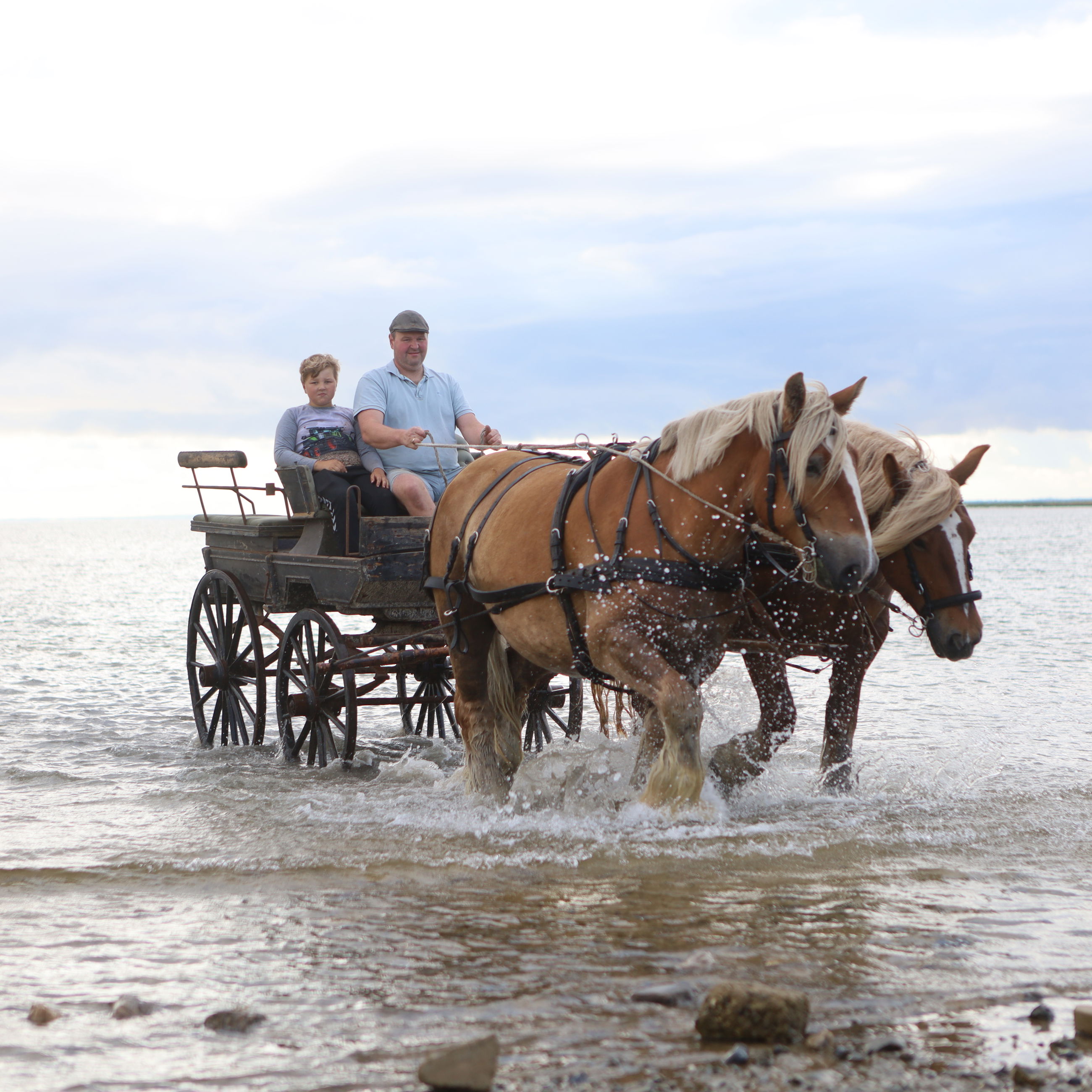 Billede af en far og søn på hestevognstur ved "vadehavet" ved Nørreby Hals.