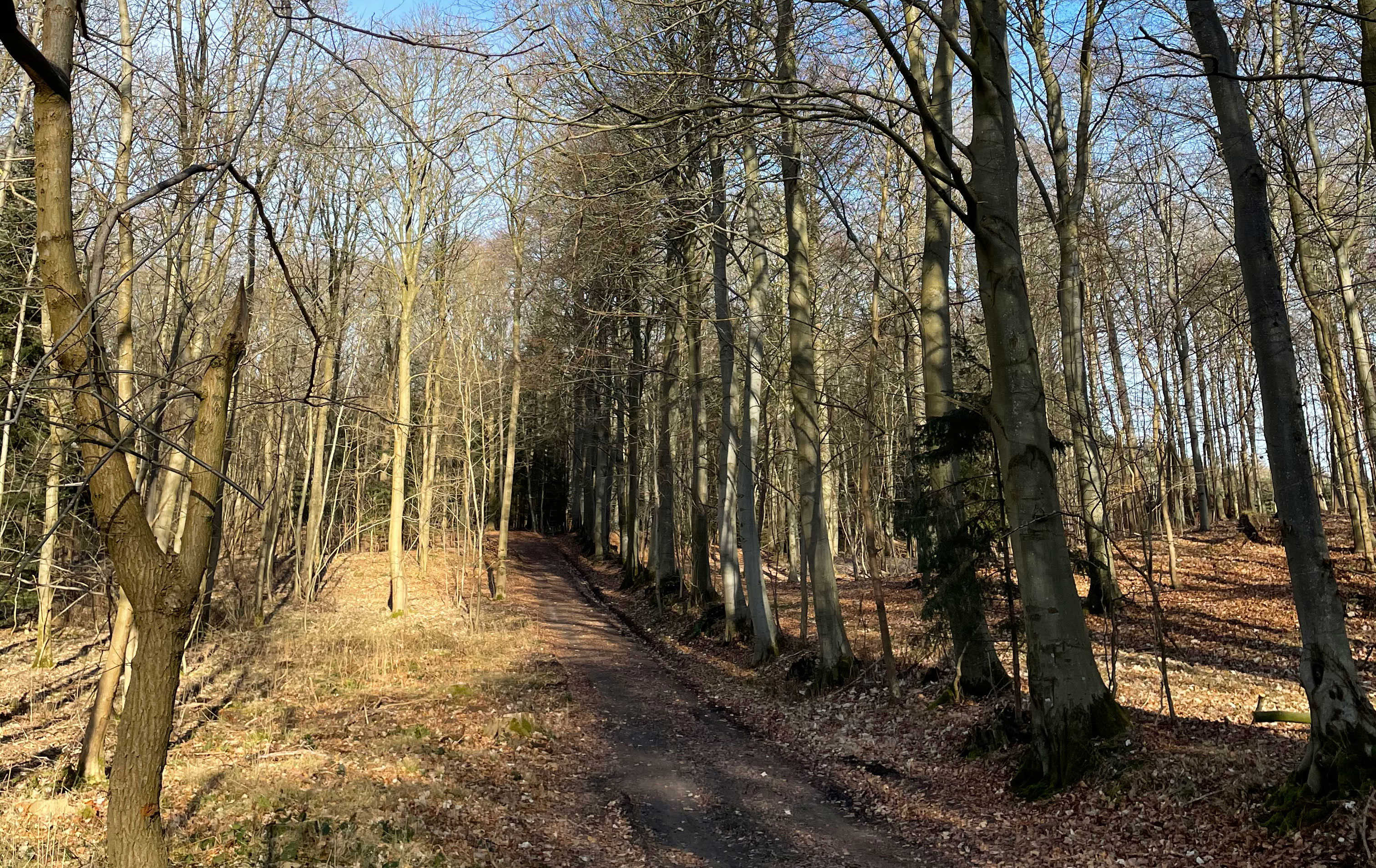 Skovområdet Dalene ved Roerslev/Bederslev.