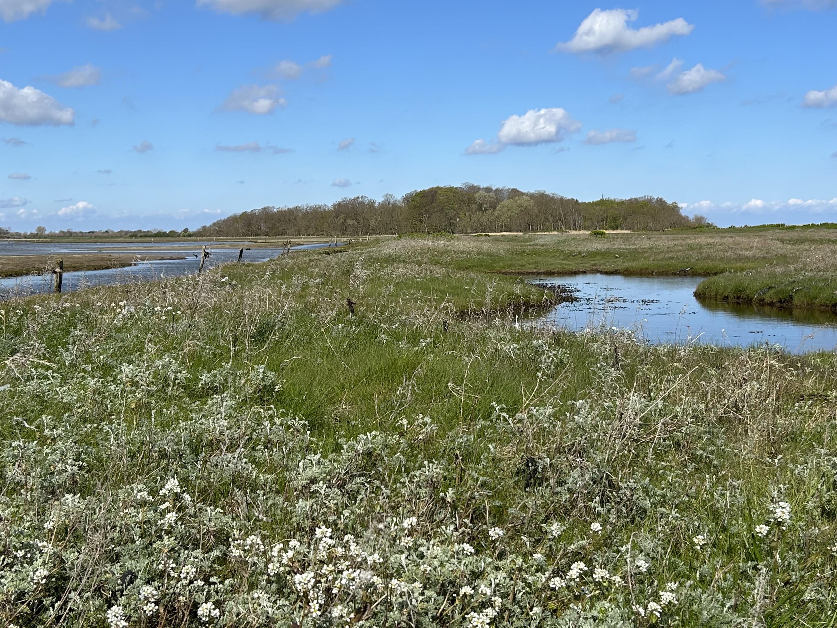 Vinterbillede fra Flyvesandet