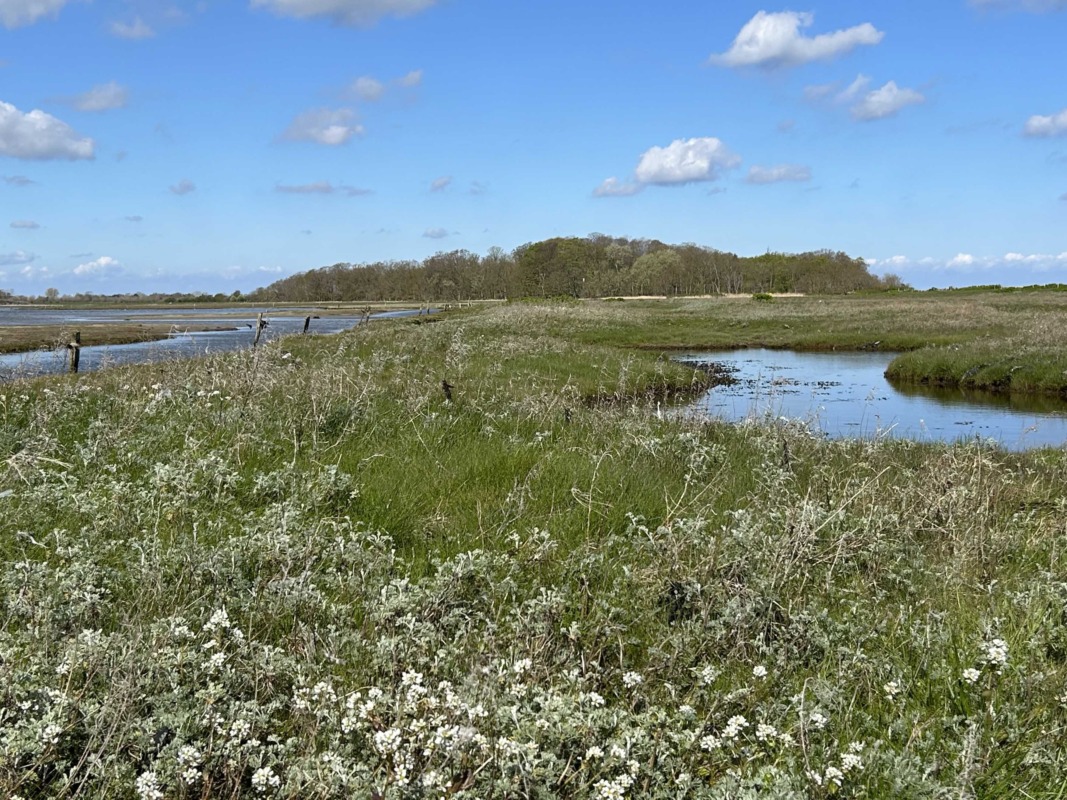 Vinterbillede fra Flyvesandet