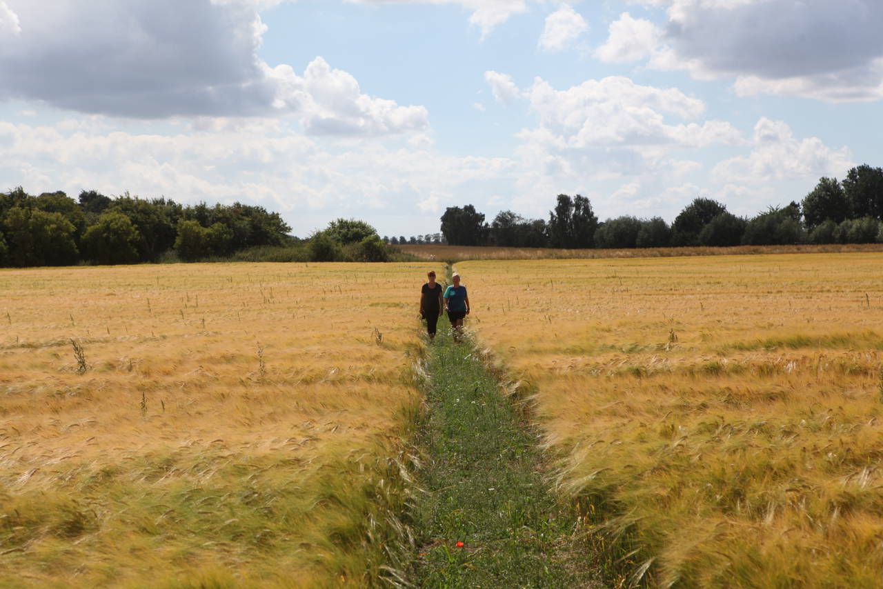 Trampesti ved Jullerup-Melby.