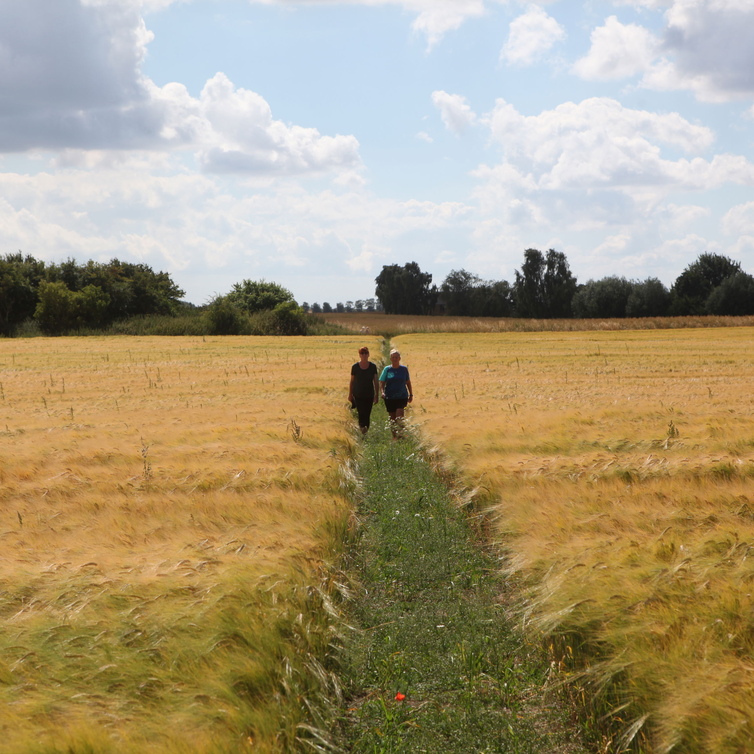 Trampesti ved Jullerup-Melby.